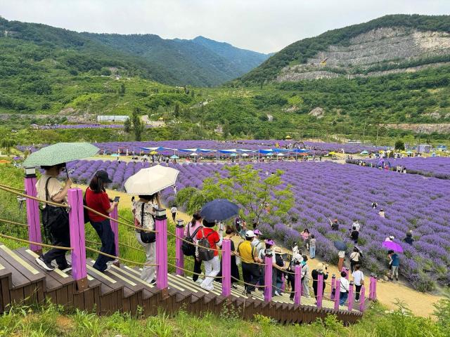 동해시의 대표 관광지인 무릉별유천지에서 열리고 있는 ‘2026 라벤더축제’ 사진동해시