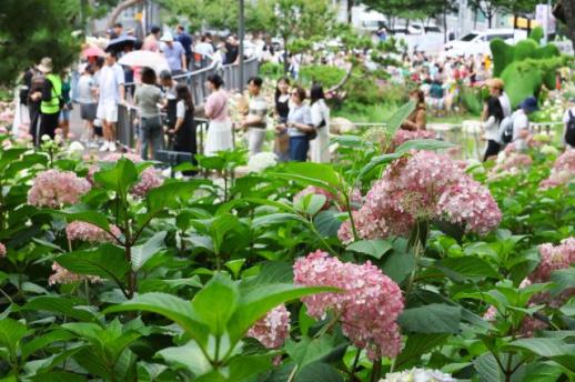 首尔楚安山绣球花园人潮涌动