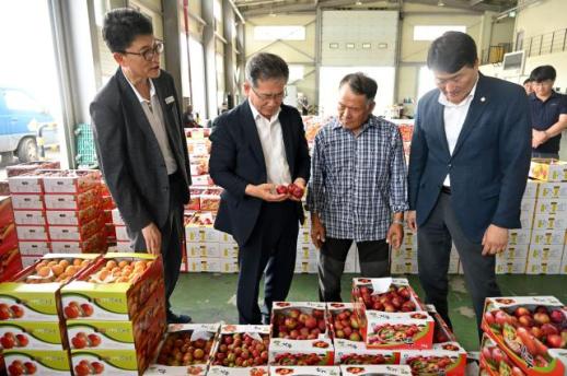 군위군 농산물 공판장 개장…여름 명품 자두 첫 경매 개시