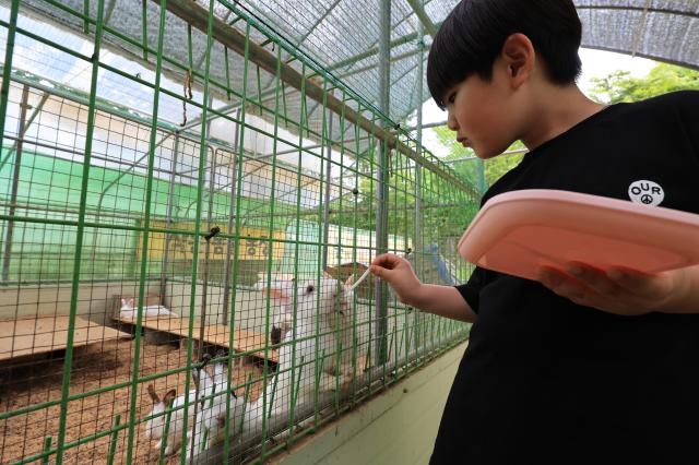 A child feeds a rabbit at Yulbom Botanical Garden in Gwangju Gyeonggi Province on June 22 2026 Han Jun-gu