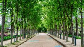 Are Forests South Koreas Last Economic Frontier?