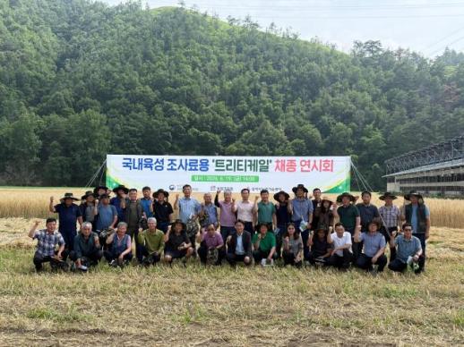 삼척시, 국내육성 조사료 신품종 트리티케일 채종 성공