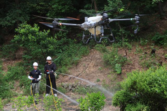 Seoul turns to water-spraying drones as lovebug season returns