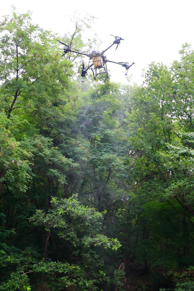 An eco-friendly water-spraying drone sprays water during a love bug control demonstration in the Bulamsan area of Nowon-gu Seoul on June 25 2026 AJP Han Jun-gu