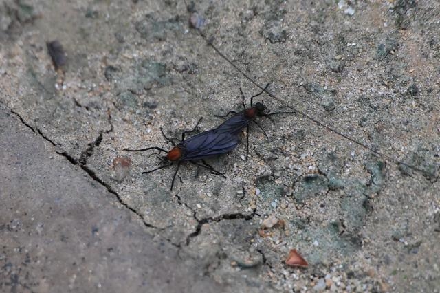 Love bugs in the Bulamsan area of Nowon-gu Seoul on June 25 2026 AJP Han Jun-gu
