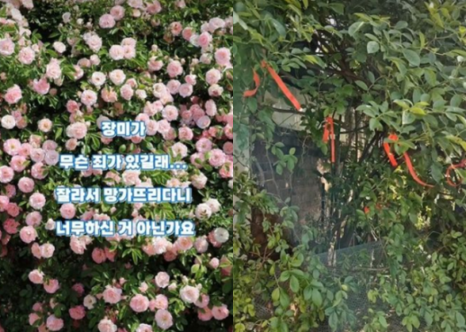 장미 명소서 장미만 싹뚝…60대 남녀 절도, 도대체 왜