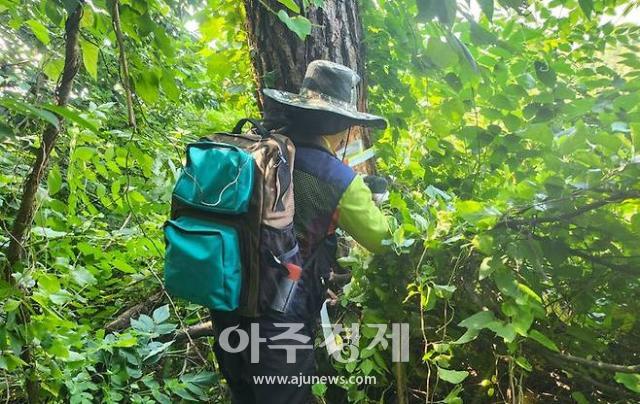 나주시가 소나무재선충병을 방제하기 위해 과학적으로 대응하고 있다 사진나주시