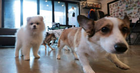 Pet Insurance Market Cools as Insurers Face Losses