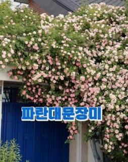  파란 대문 장미 꺾어간 60대 꺾꽂이하려고 했다