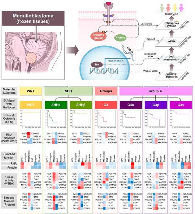 Kookmin team identifies seven medulloblastoma subtypes
