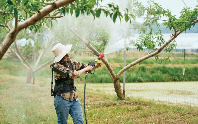 Choi Hye-rang a young peach farmer in Eumseong North Chungcheong Province uses the X-ble Shoulder wearable robot during farm work Courtesy of Hyundai Motor