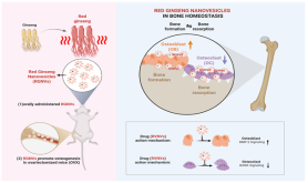 Sookmyung scientists find bone benefit in ginseng