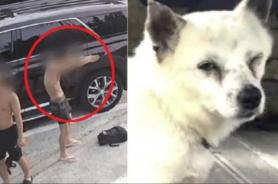Three Men Charged with Animal Cruelty for Shooting Dogs with Airsoft Guns