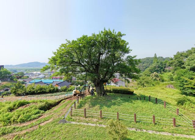 화성 전곡리 물푸레나무의 모습 사진화성시