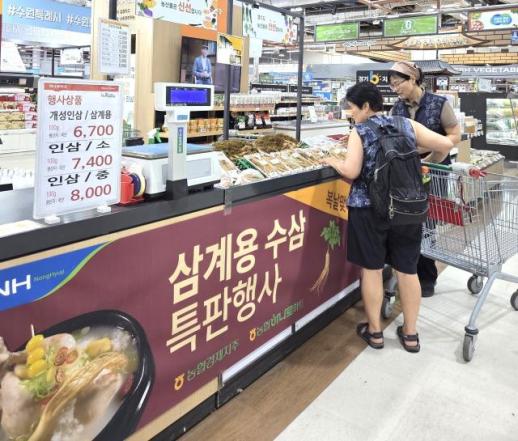 농협, 초복 맞아 삼계용 수삼 할인…8월 14일까지 판매