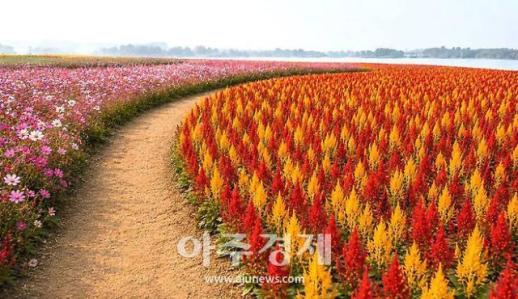 영산강 들섬에 맨드라미 꽃단지 조성...꽃섬 된다