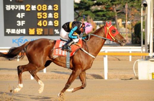 대통령배 3연패 명마 당대불패, 19세로 폐사