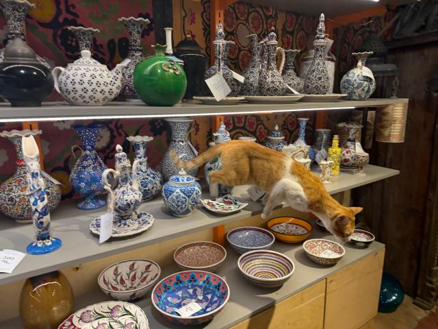Istanbul purrs with beloved cats