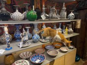 Istanbul purrs with beloved cats