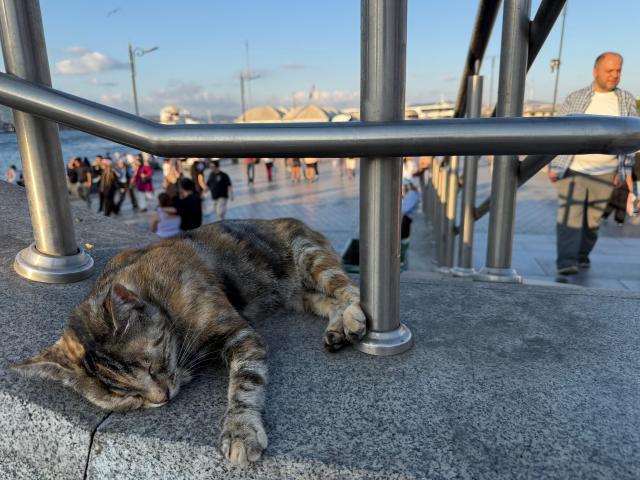 A cat takes a nap at Ortaköy Square near Istanbuls Bosphorus Bridge on July 18 Photo provided by DDANZI Editor Kim Chang-kyu 