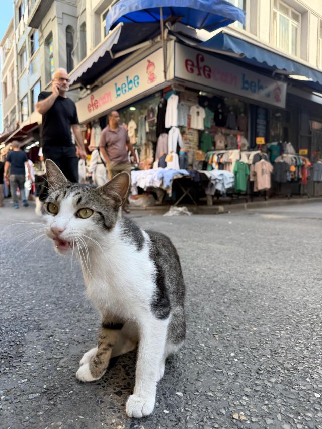 A cat meows at a crossing in the Sultanahmet District in Istanbul on July 15 Photo provided by DDANZI Editor Kim Chang-kyu