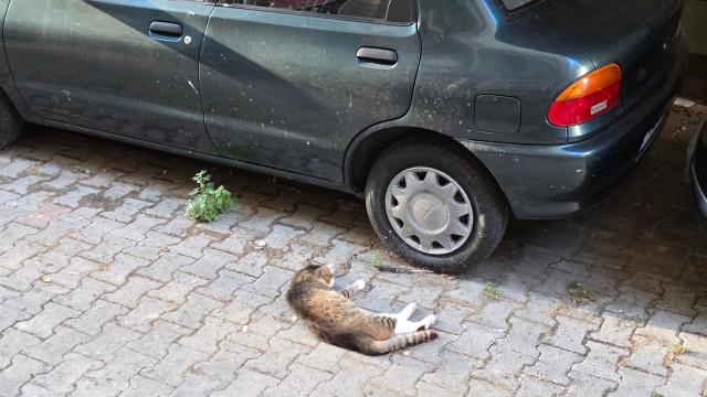A cat takes a nap under the morning sun on the streets of Istanbul on July 18 Photo provided by DDANZI Editor Kim Chang-kyu