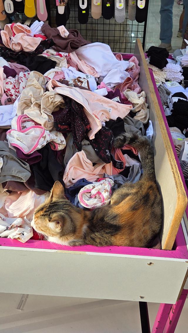 A cat camouflages itself among merchandise at an underwear store in Istanbul on July 18 Photo provided by DDANZI Editor Kim Chang-kyu
