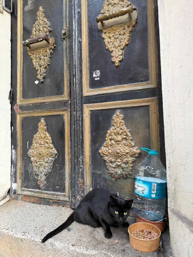 A cat feeds at a feeding station prepared by neighbors in Istanbuls Sultanahmet District on July 18 Photo provided by DDANZI Editor Kim Chang-kyu