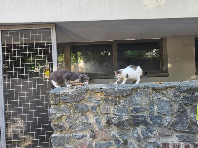 Cats dine at a feeding station prepared by local people living in Istanbuls Şişli district on July 17 AJP Park Sae-jin