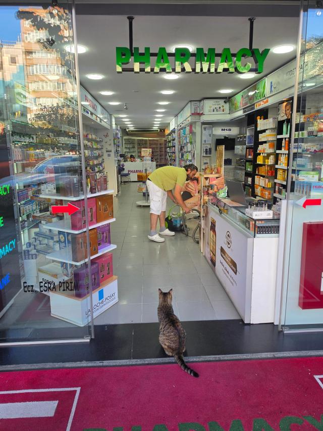 A cat observes its human neighbor outside a store in Istanbuls Şişli district on July 18 AJP Park Sae-jin