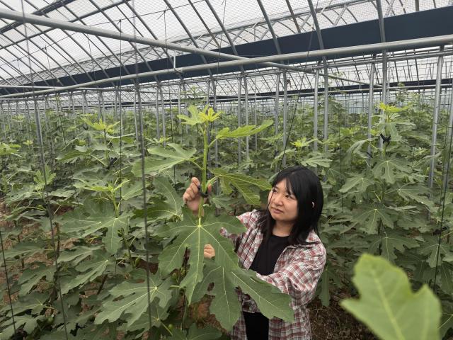 전남광주통합특별시는 7월 이달의 친환경농산물에 당도가 높고 아삭하며 장 건강에도 좋은 영암 청무화과를 선정했다사진전남광주통합특별시