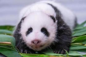 Panda con tại Everland tròn 50 ngày tuổi, tăng trưởng mạnh mẽ lên 2,3kg