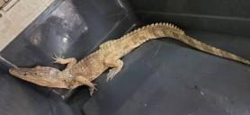 Crocodile discovery renews scrutiny of Koreas exotic pet trade