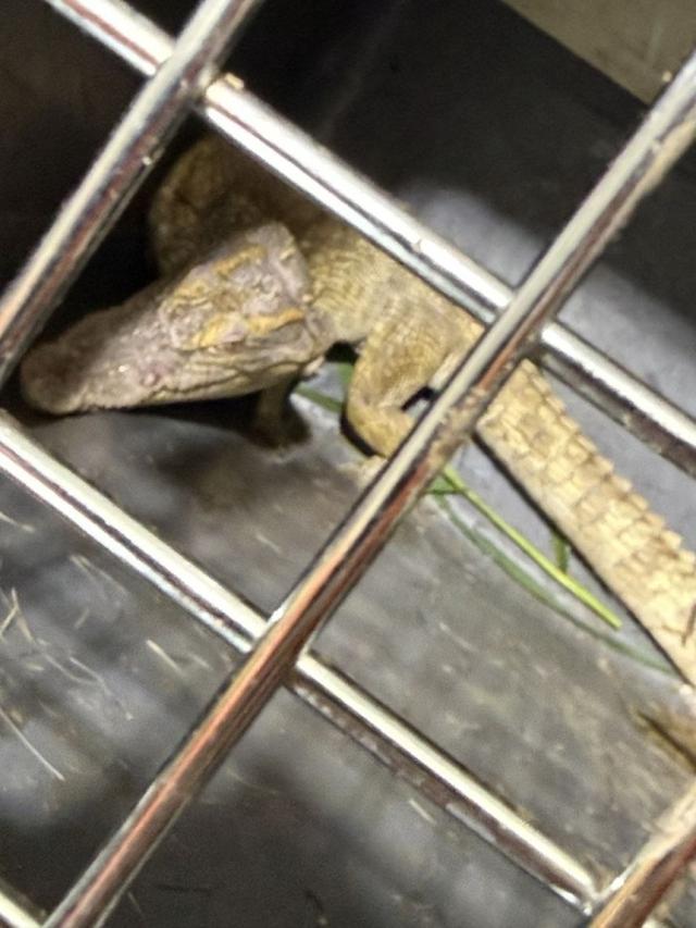 A crocodile captured from Soyang Stream in Yeoju Gyeonggi Province Courtesy of the Gyeonggi Fire and Disaster Headquarters