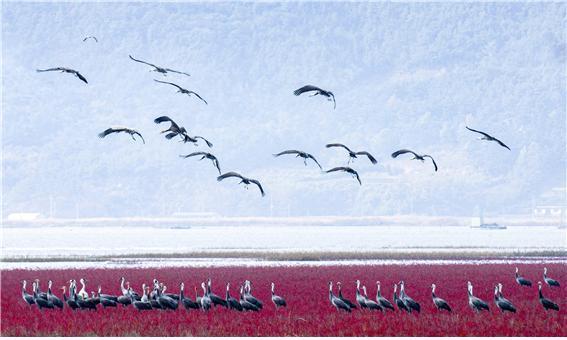 UNESCO expands Korean tidal flats World Heritage listing