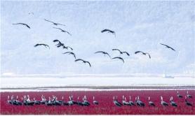 UNESCO expands Korean tidal flats World Heritage listing