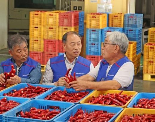 임실 홍고추, 올해에도 소비자 공략