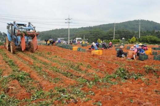 전남광주농기원, 고구마 부산물 버리지 않고 돈 된다