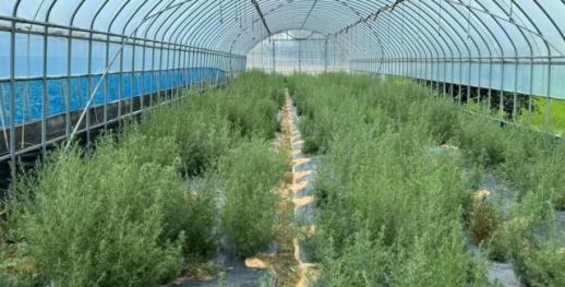 Viện Nghiên cứu Y tế và Môi trường Jeonnam chứng minh cây Keunbi-ssuk bản địa có tác dụng phòng ngừa loãng xương