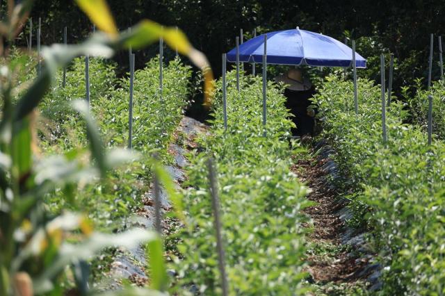  27일 폭염중대경보가 발효된 경북 경산시 한 밭에서 작업자가 파라솔을 쓰고 밭일을 하고 있다 사진연합뉴스