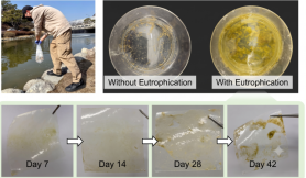 Algal blooms speed plastic breakdown into microplastics