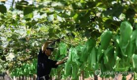 Nhiều lao động nhập cư tử vong giữa nắng nóng kỷ lục, các tổ chức kêu gọi Hàn Quốc tăng cường biện pháp bảo vệ