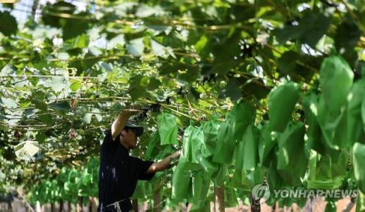 Nhiều lao động nhập cư tử vong giữa nắng nóng kỷ lục, các tổ chức kêu gọi Hàn Quốc tăng cường biện pháp bảo vệ