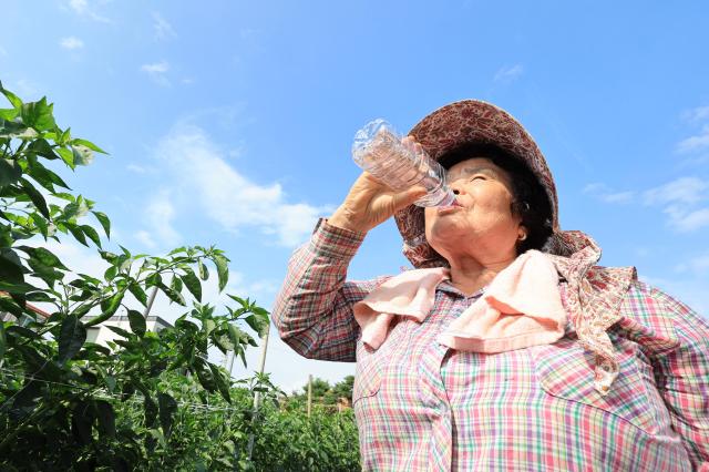 A farm worker drinks water amid scorching heat in Hwaseong Gyeonggi Province on July 27 2026 AJP Han Jun-gu
