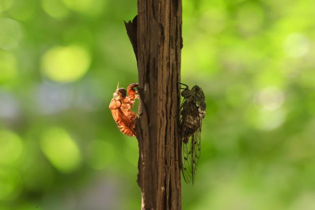 Shedding their shells