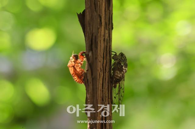 사진한준구 기자 jungu141298ajupresscom
