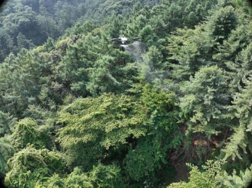 경기도, 소나무재선충병 감염목 10만 본 육박...지역별 맞춤 방제 나서