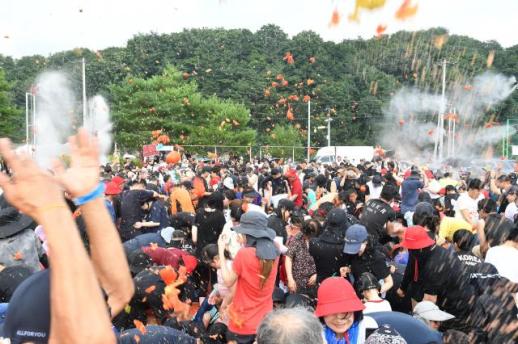 토마토 속으로 풍덩…화천토마토축제 첫 주말, 사내천이 웃음으로 물들다