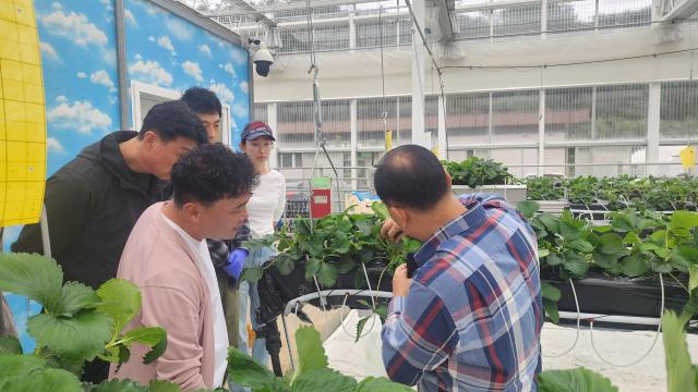 2025년 딸기 스마트팜 기초과정 실습교육 사진 사진양양군