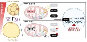 Các nhà khoa học Hàn Quốc phát hiện protein khiến tế bào mỡ "tiếp tay" cho ung thư, mở hướng nâng cao hiệu quả điều trị